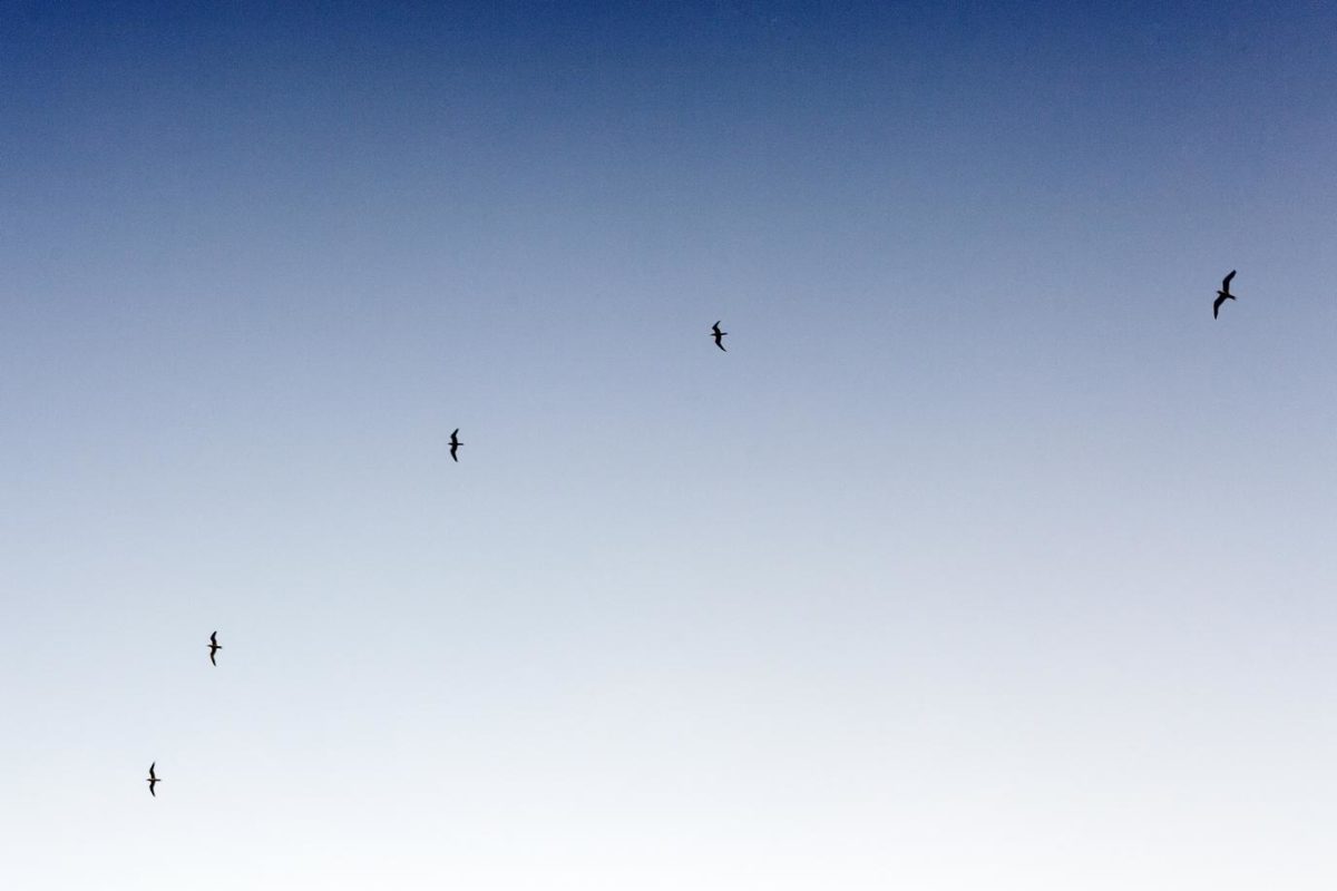 Porro nisi enim enim quaerat