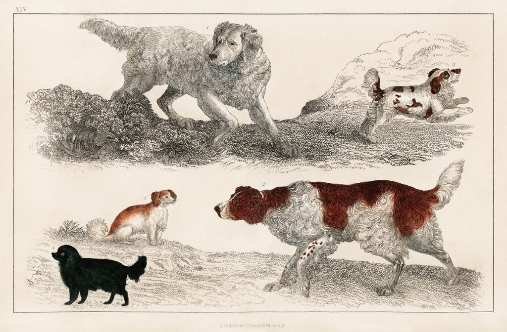 The History of the Earth and Animated Nature by Oliver Goldsmith (1848), a pack of energetic dogs and playful puppies. Digitally enhanced from our own original plate.